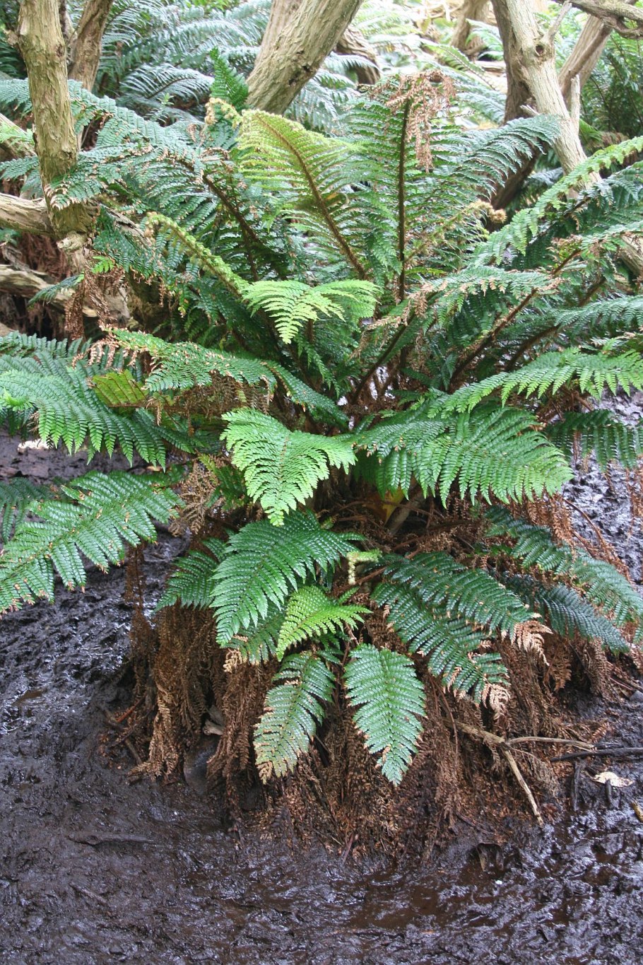 Папоротники мараттиопсиды