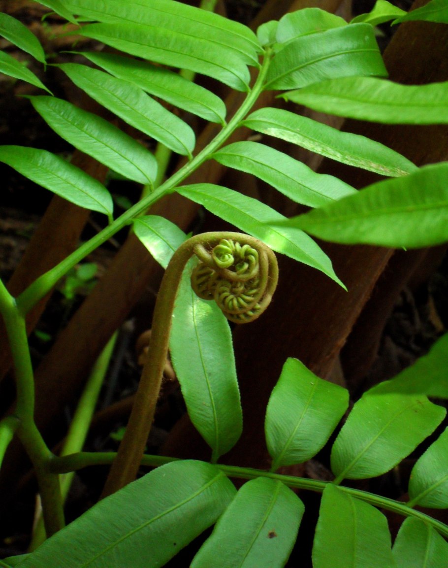 Кочедыжник Frizelliae