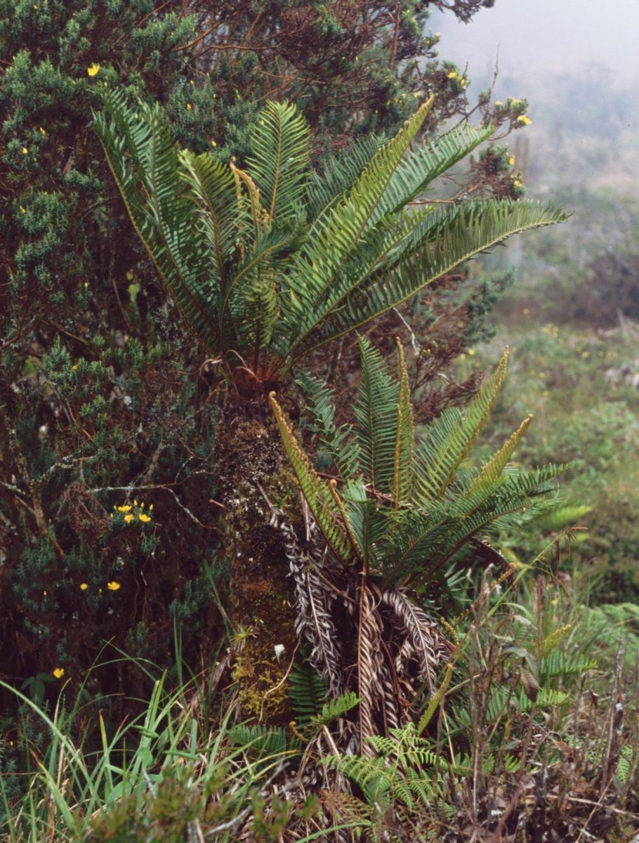 Кочедыжник женский 'victoriae'