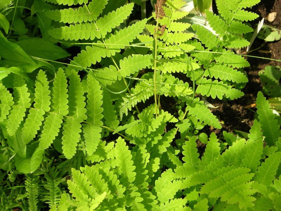 Семейство Оноклеевые – Onocleaceae