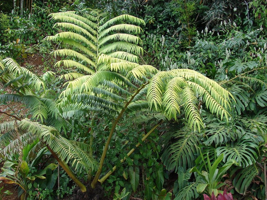 Marattia fraxinea папоротник