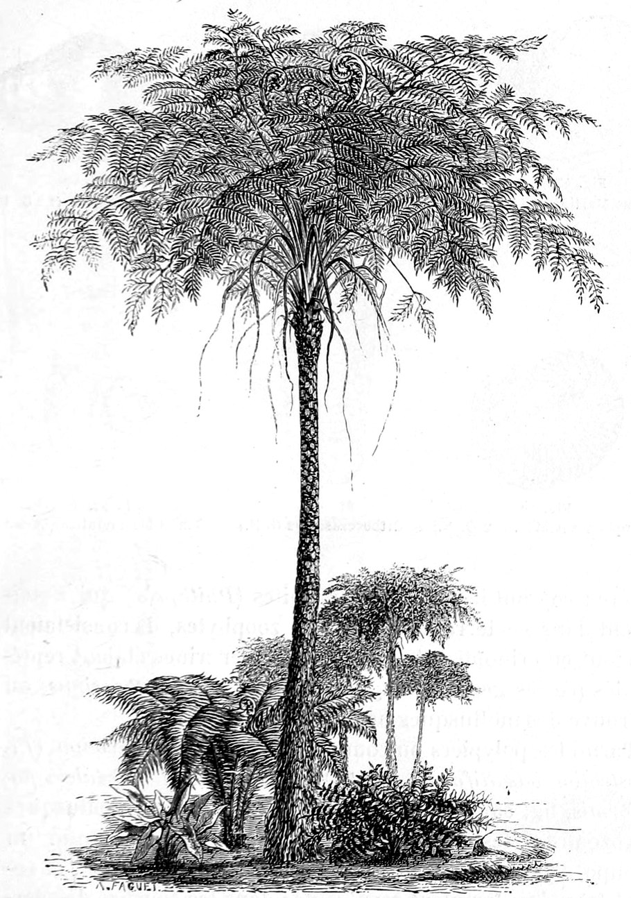 Сорус папоротника щитовника