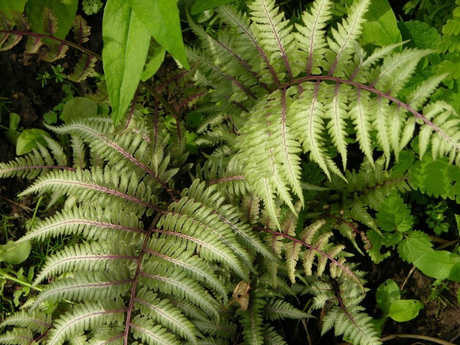 Мараттиевые папоротники