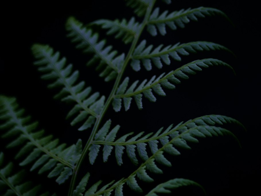 Папоротник Щитовник