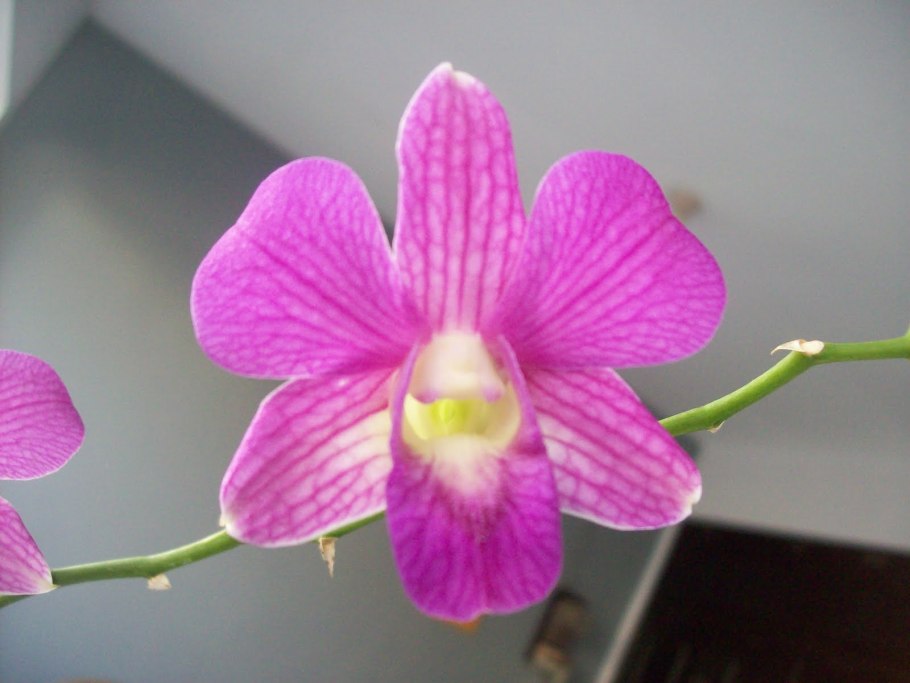 Дендробиум орхидея