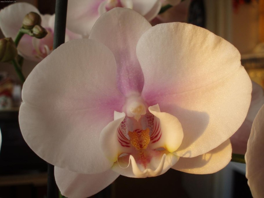 Орхидея phalaenopsis albufeira
