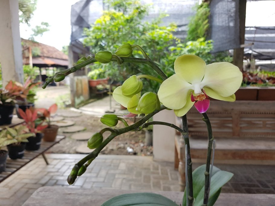 Фаленопсис Pink Moon