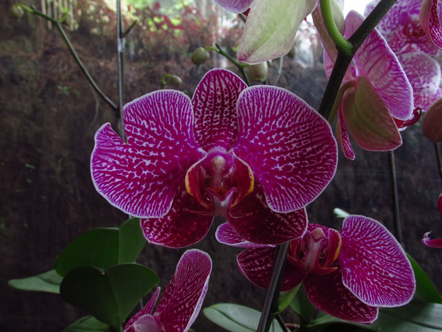 Орхидея ambiance phalaenopsis