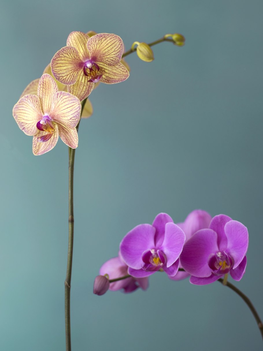 Орхидея phalaenopsis