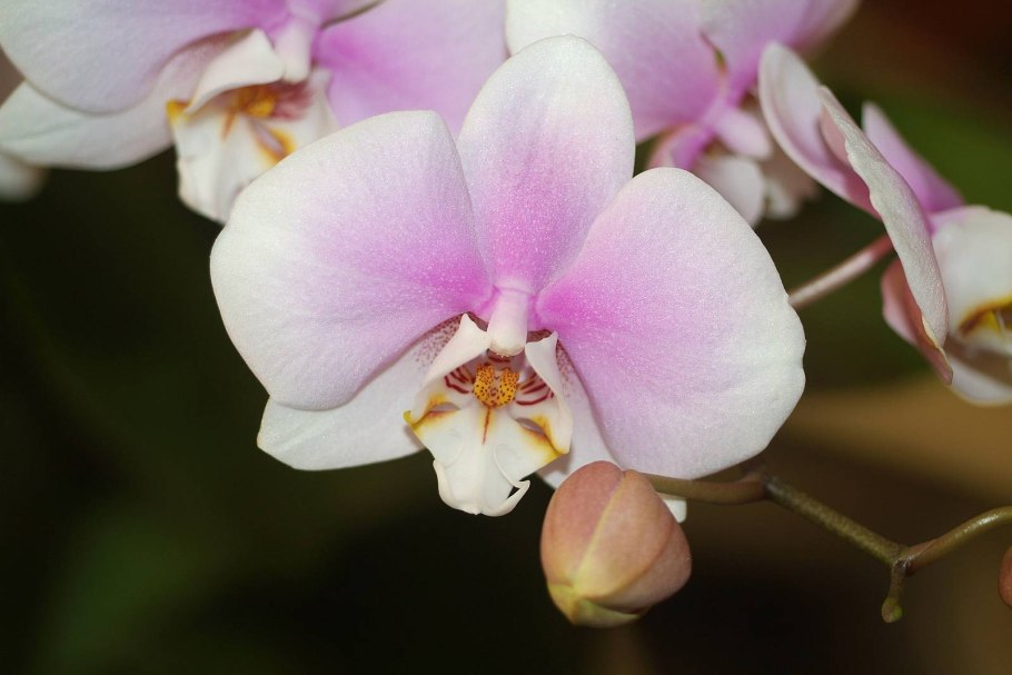 Орхидея Phalaenopsis Manila