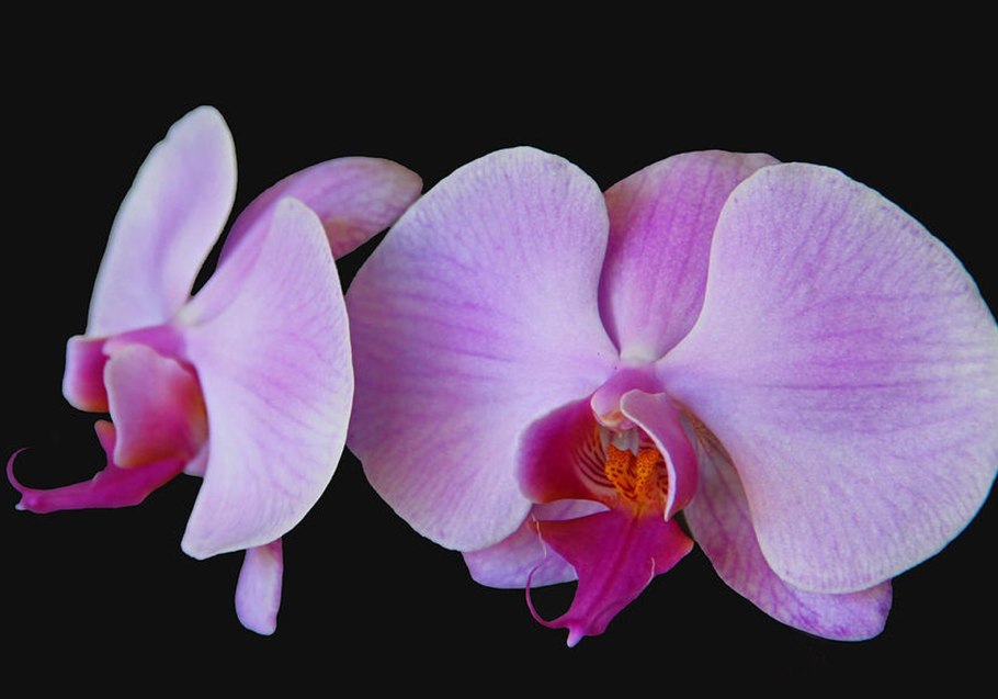 Орхидея фаленопсис сакраменто