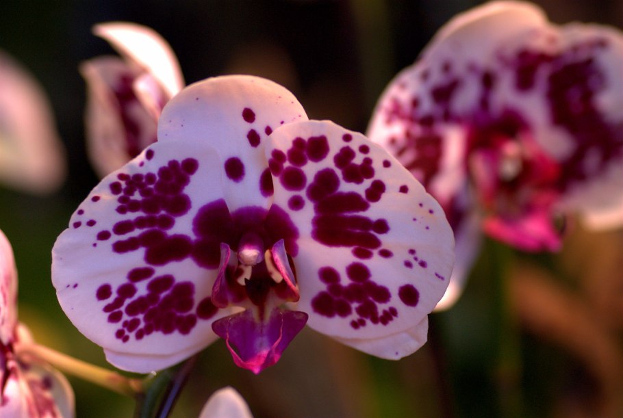 Фаленопсис chian xen pearl