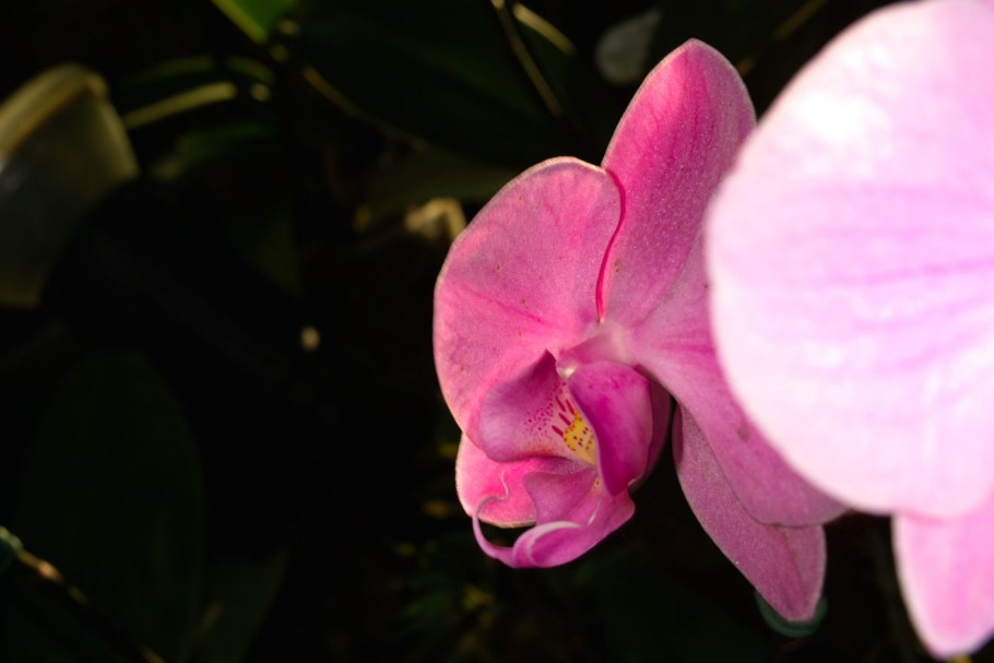 Фаленопсис голден фиш