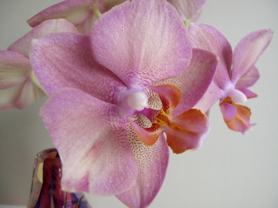 Фаленопсис queen kizz