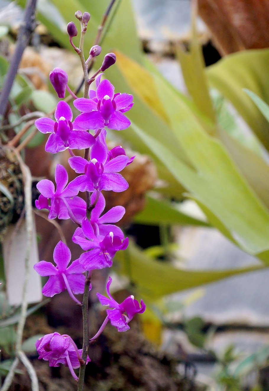 Фаленопсис buyssoniana