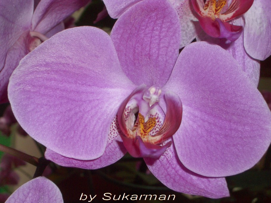 Серия Будда фелинопсисв