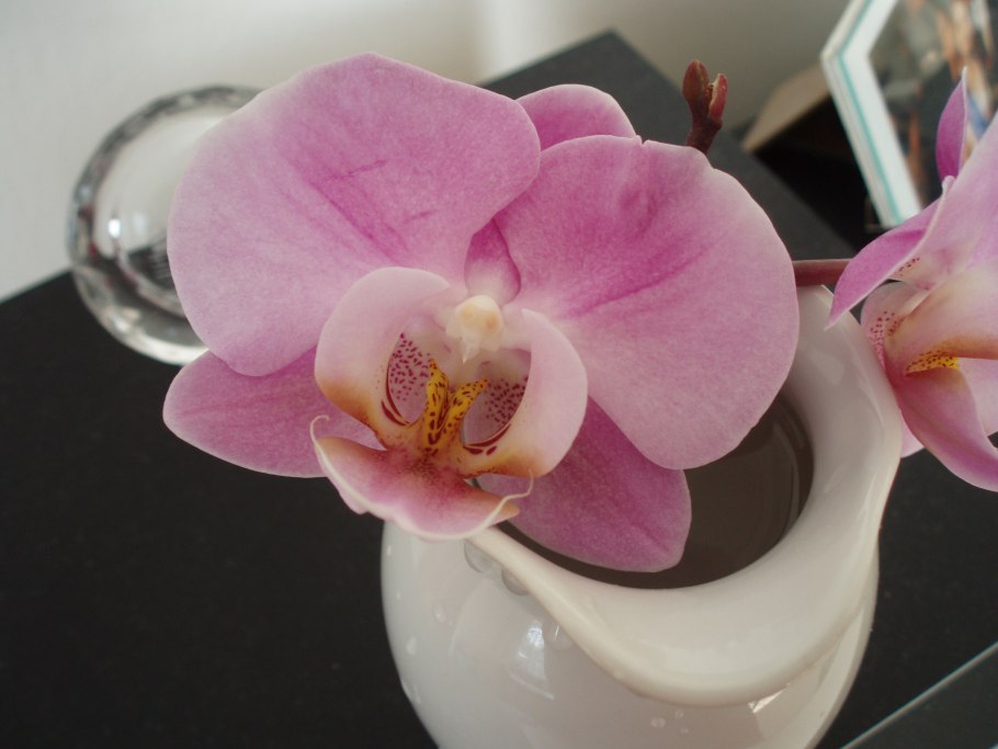 Фаленопсис голден ривер