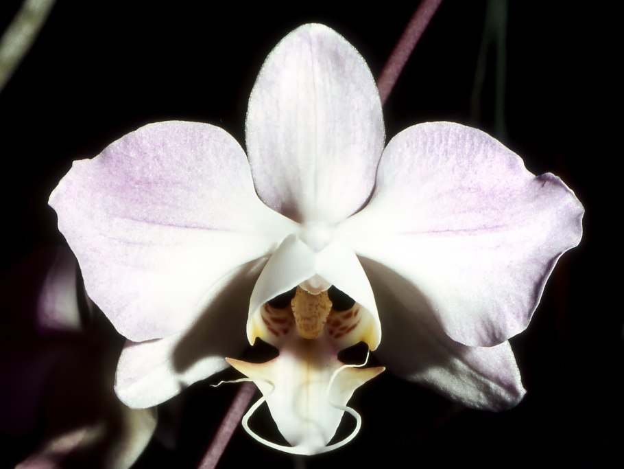 Фаленопсис sanderiana