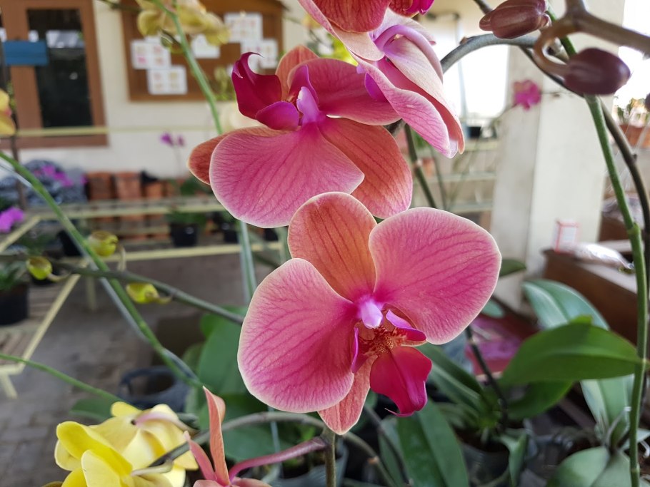 Фаленопсис лоу