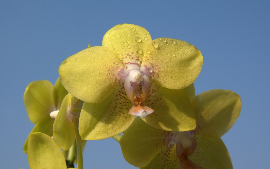 Phalaenopsis buyssoniana