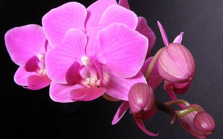 Фаленопсис баттерфляй орхид