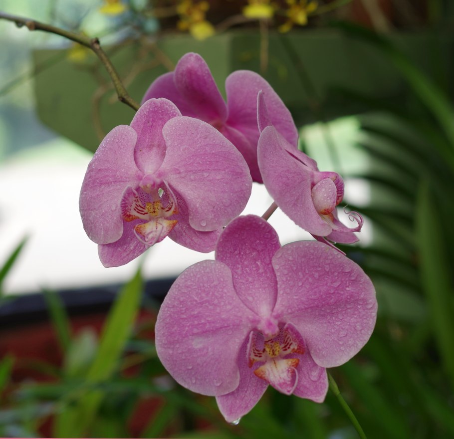 Орхидея фаленопсис софия