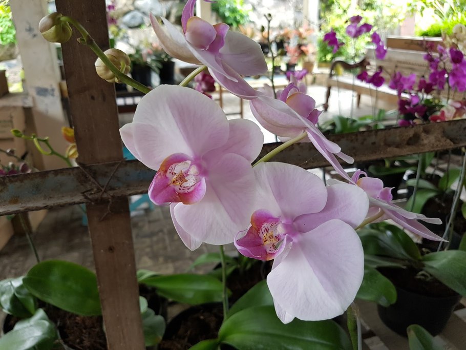 Фаленопсис (phalaenopsis) – орхидея
