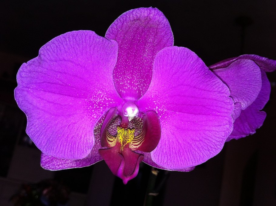 Фаленопсис las palmas