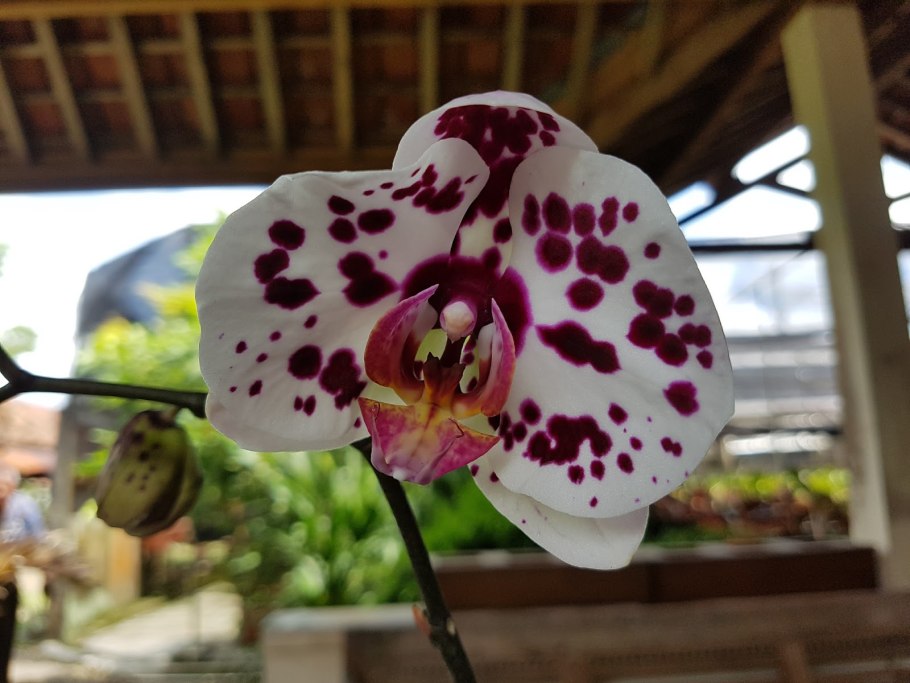 Орхидея Canary