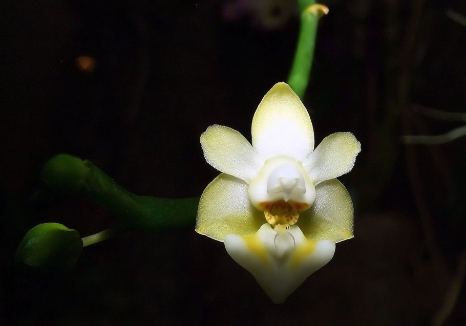 Phal gibbosa