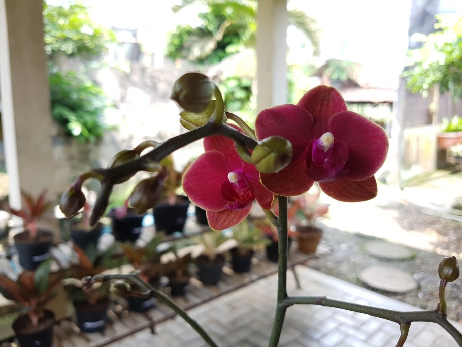 Орхидеи фаленопсис