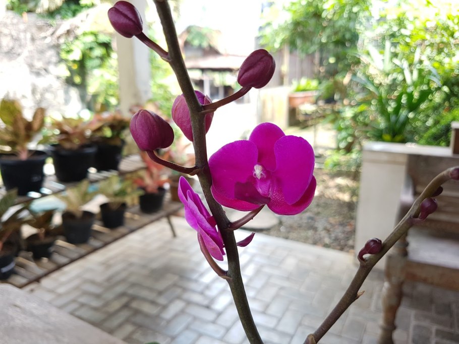 Варшава орхидея фаленопсис