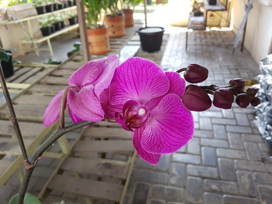 Фаленопсис anthura montpellier