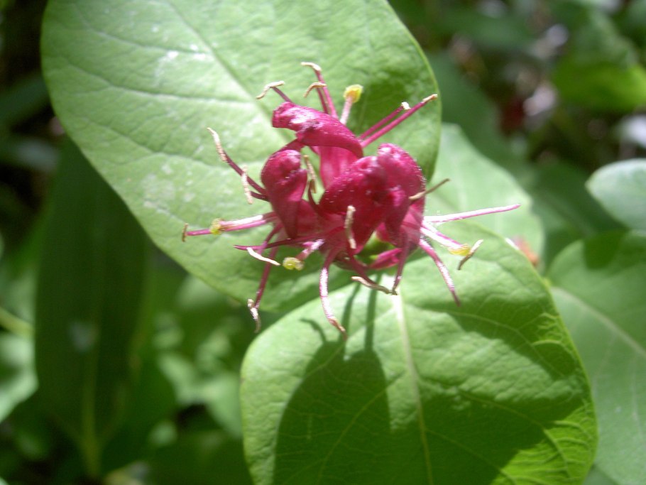 Lonicera chamissoi