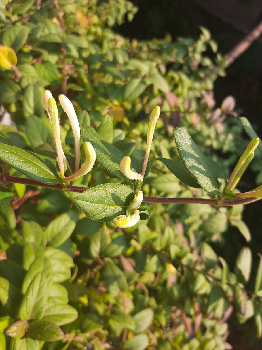 Жимолость шапочная Вариегата