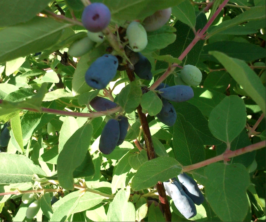 Жимолость съедобная Авача