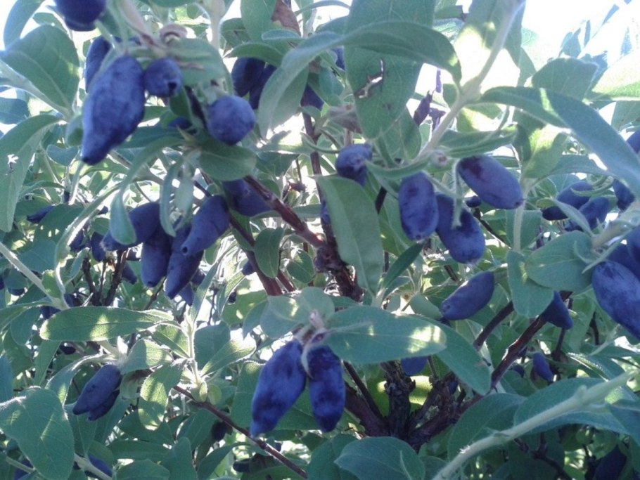 Жимолость голубая