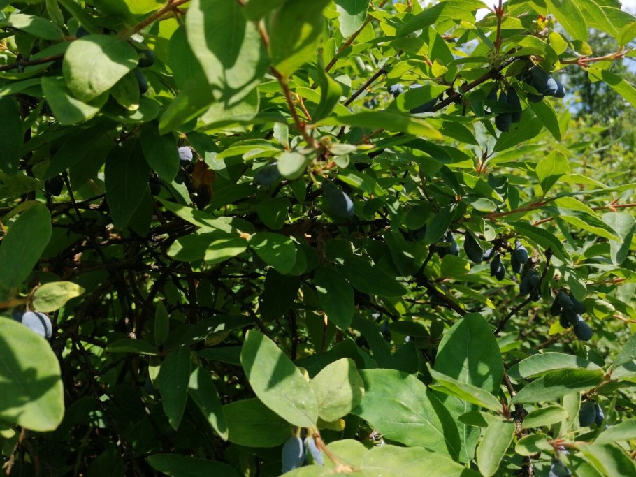 Lonicera altaica Pall.