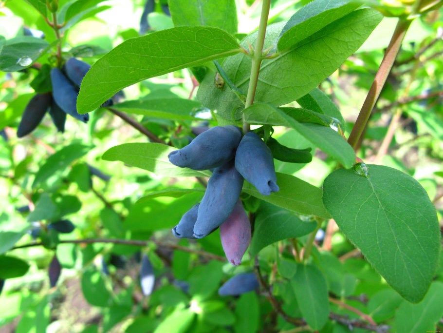 Жимолость съедобная