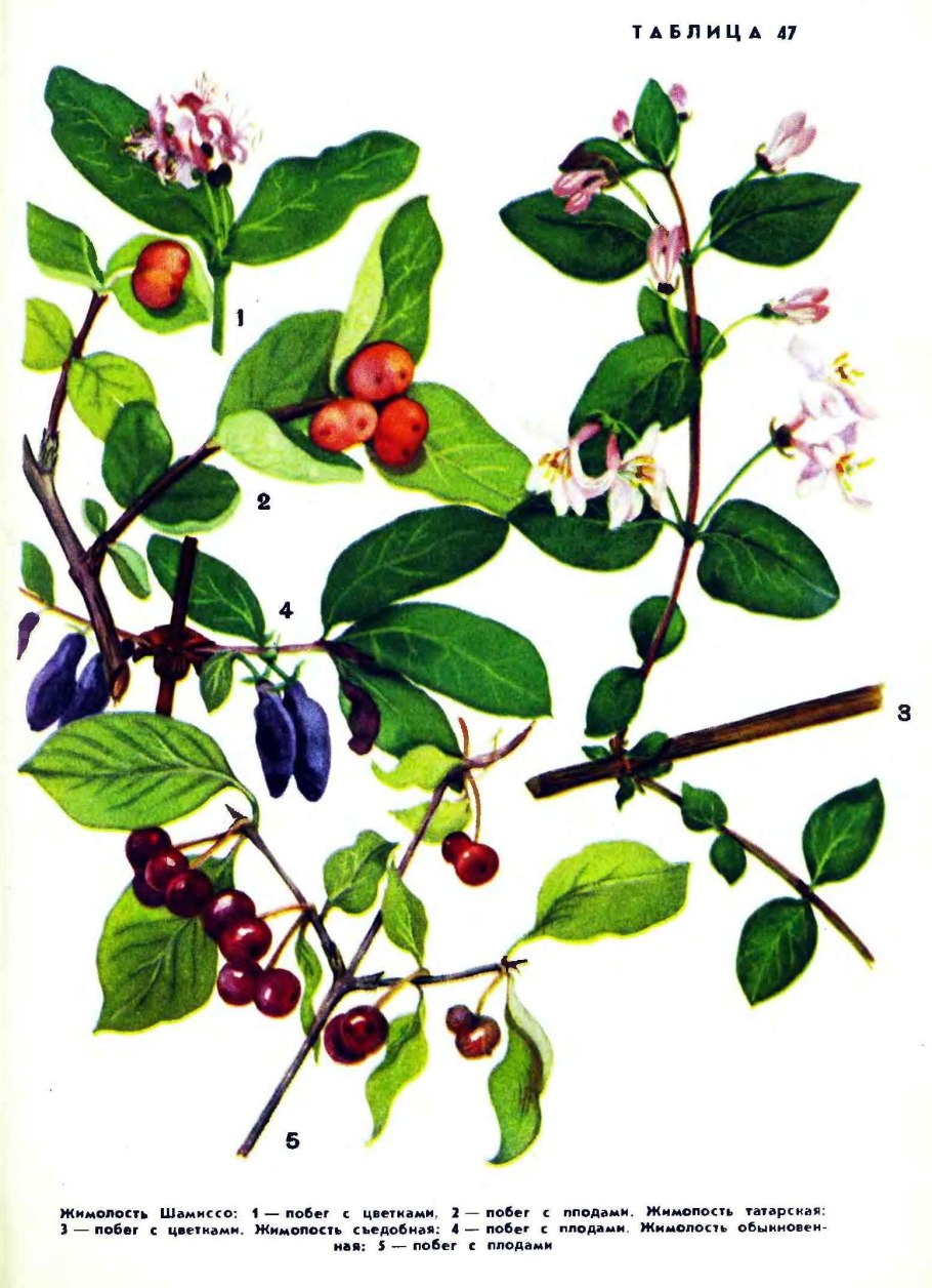 Жимолость Лесная побег