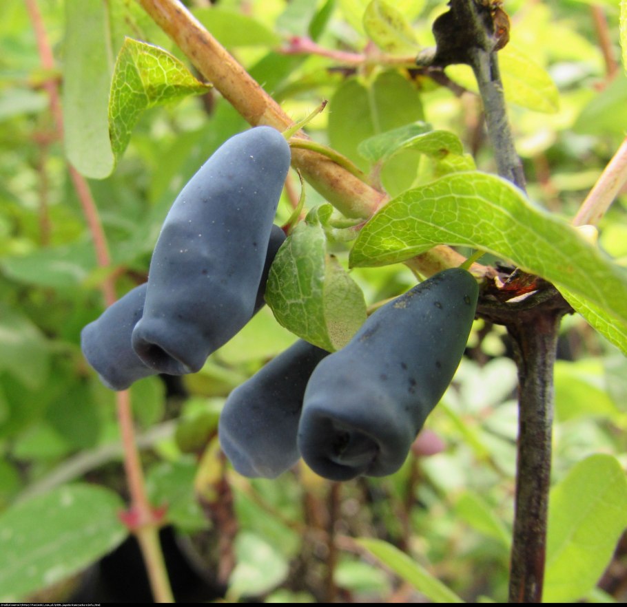 Жимолость садовая