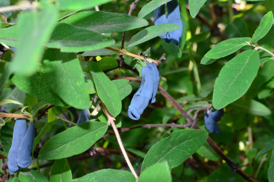 Дикие ягоды Камчатки