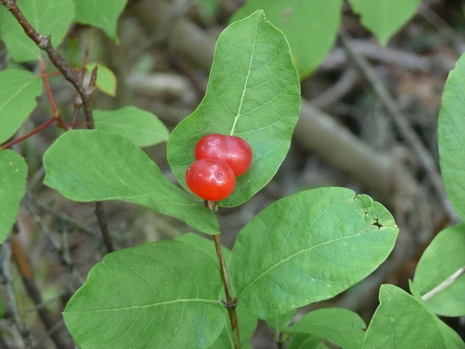 Жимолость Шамиссо ядовитая