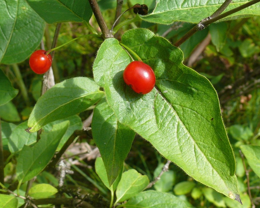 Жимолость глена