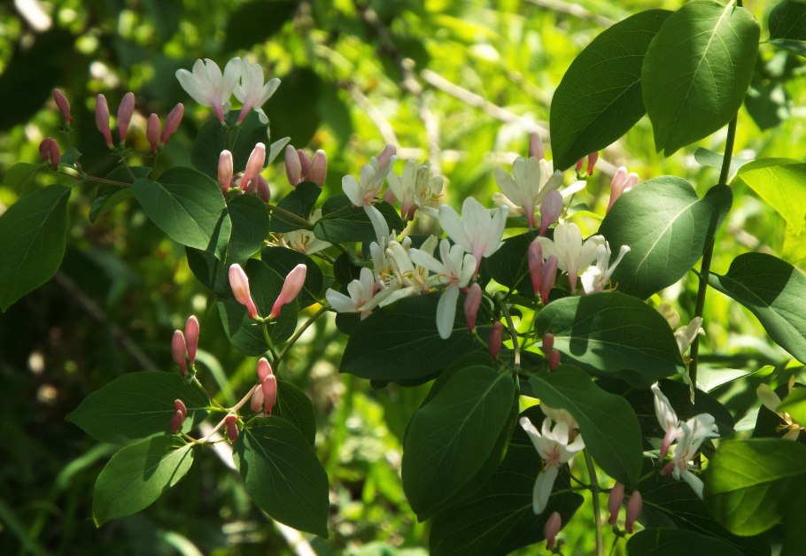 Жимолость татарская розеа