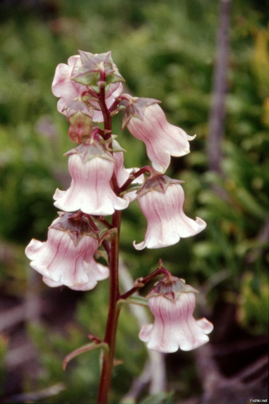 Азорина рисунок