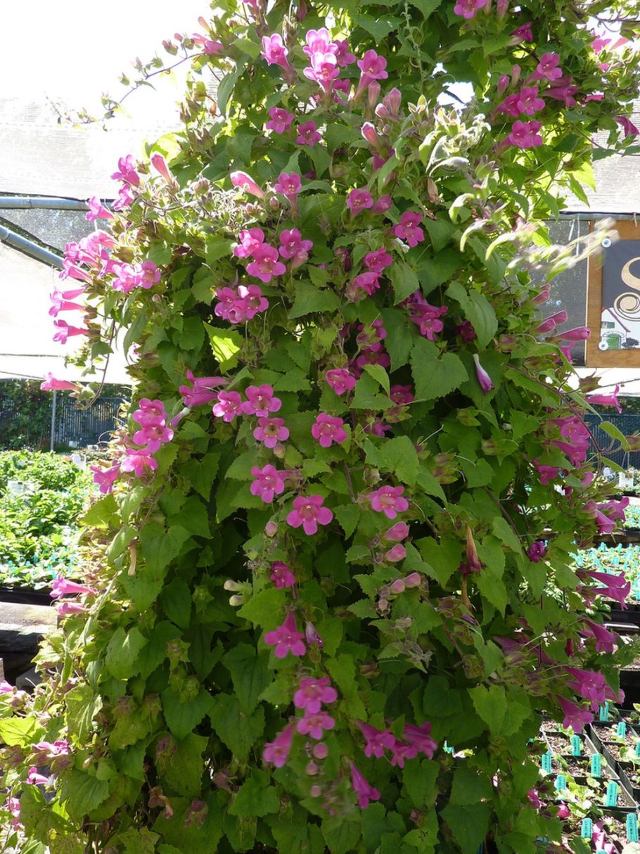 Азорина Анастасия Вячеславовна Иркутск