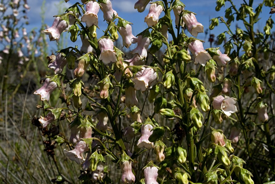 Азорские острова Азорина