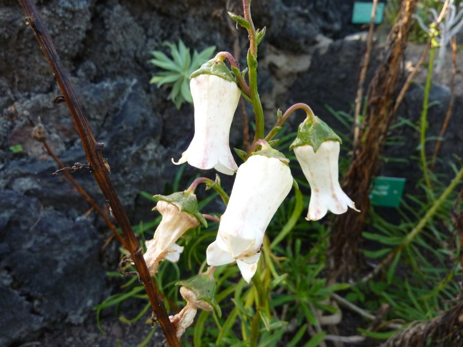 Montscchiia vidalii растения