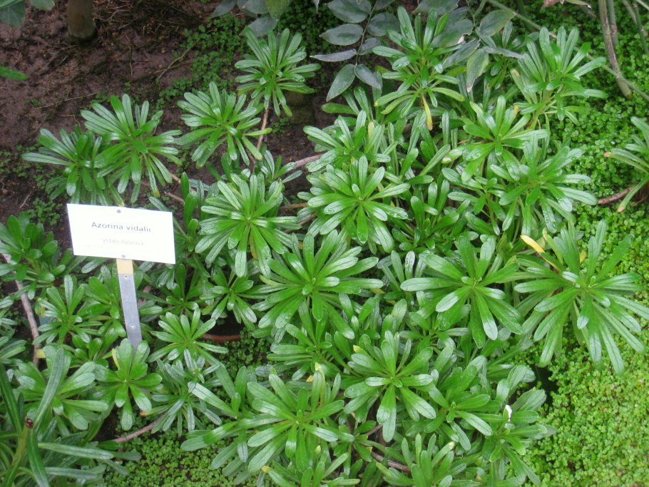 Азорина Видаля